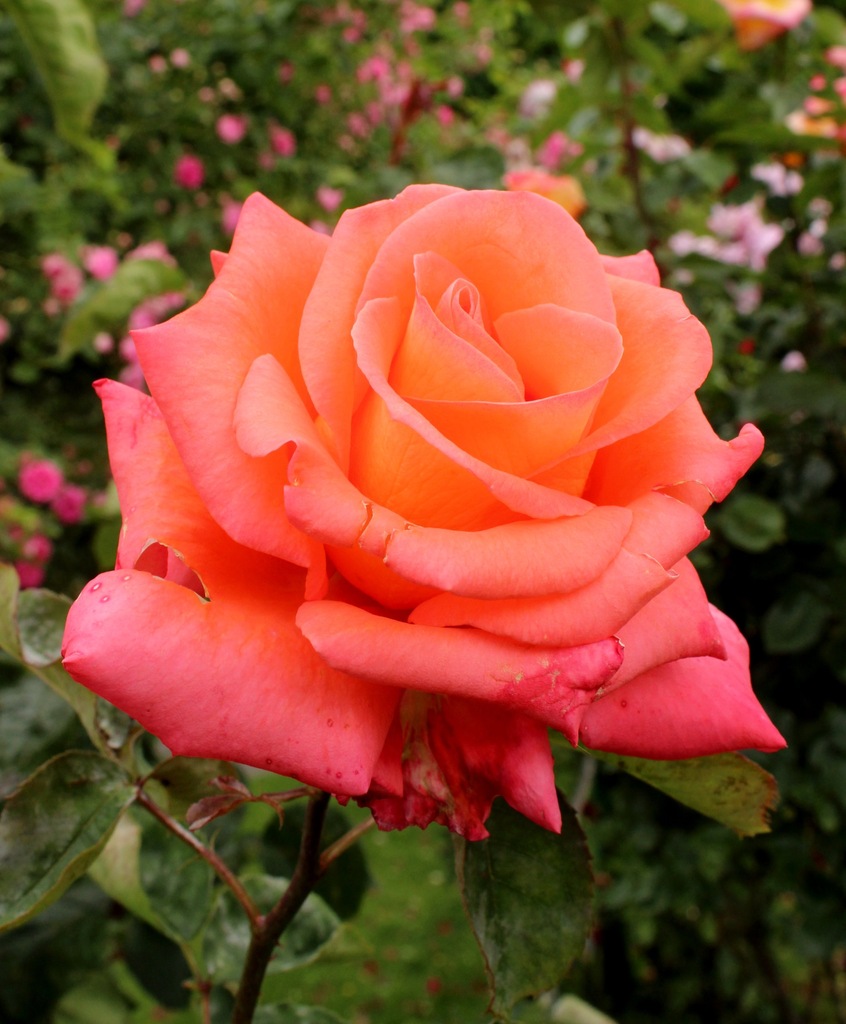 Róża WIELKOKWIATOWA Kordes Rosen DIE WELT