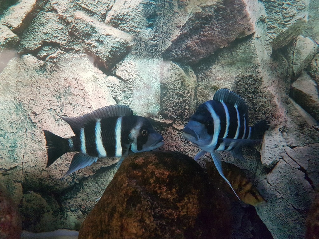 Zestaw Tanganika 450l C.Frontosa Blu Zair Moba F1