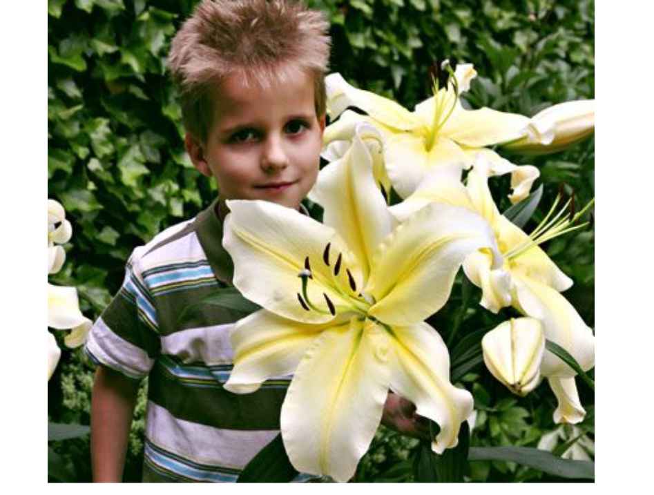 Lilia drzewiasta BIG BROTHER cebulki 3szt 140cm