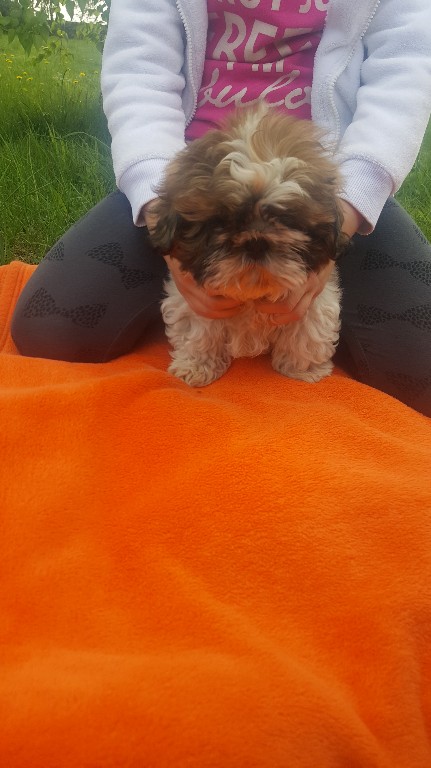 Shih tzu