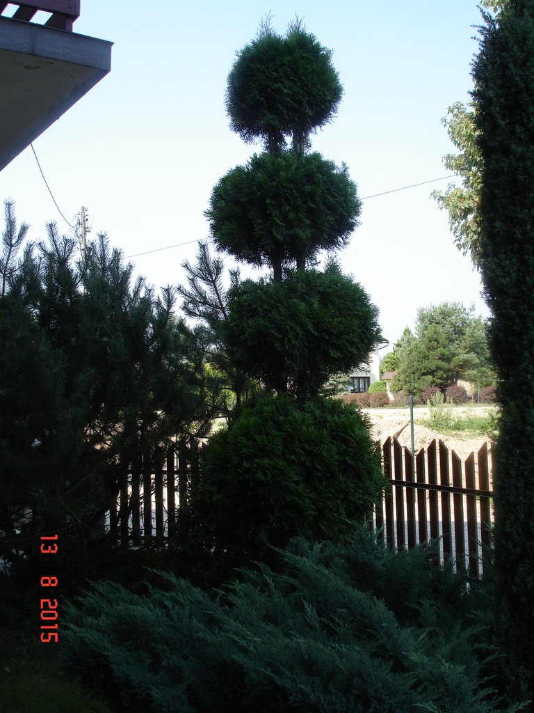 TUJA THUJA SZMARAGD - NOWY SĄCZ