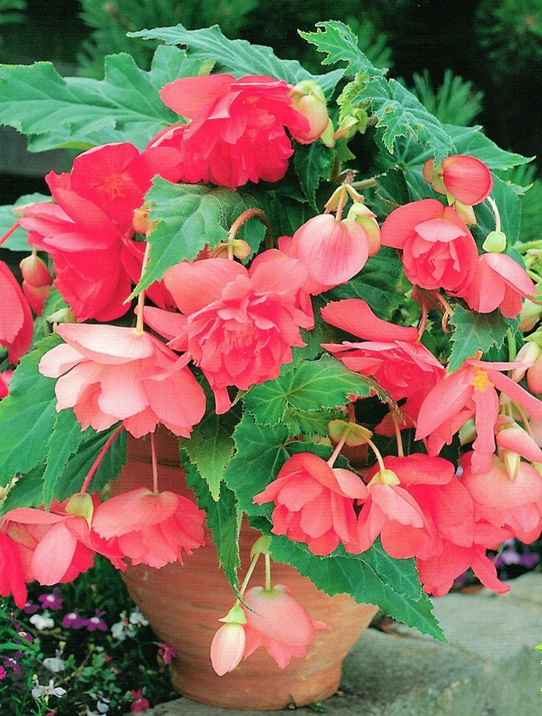 Begonia bulwiasta , Różowa' zwisająca w koszach