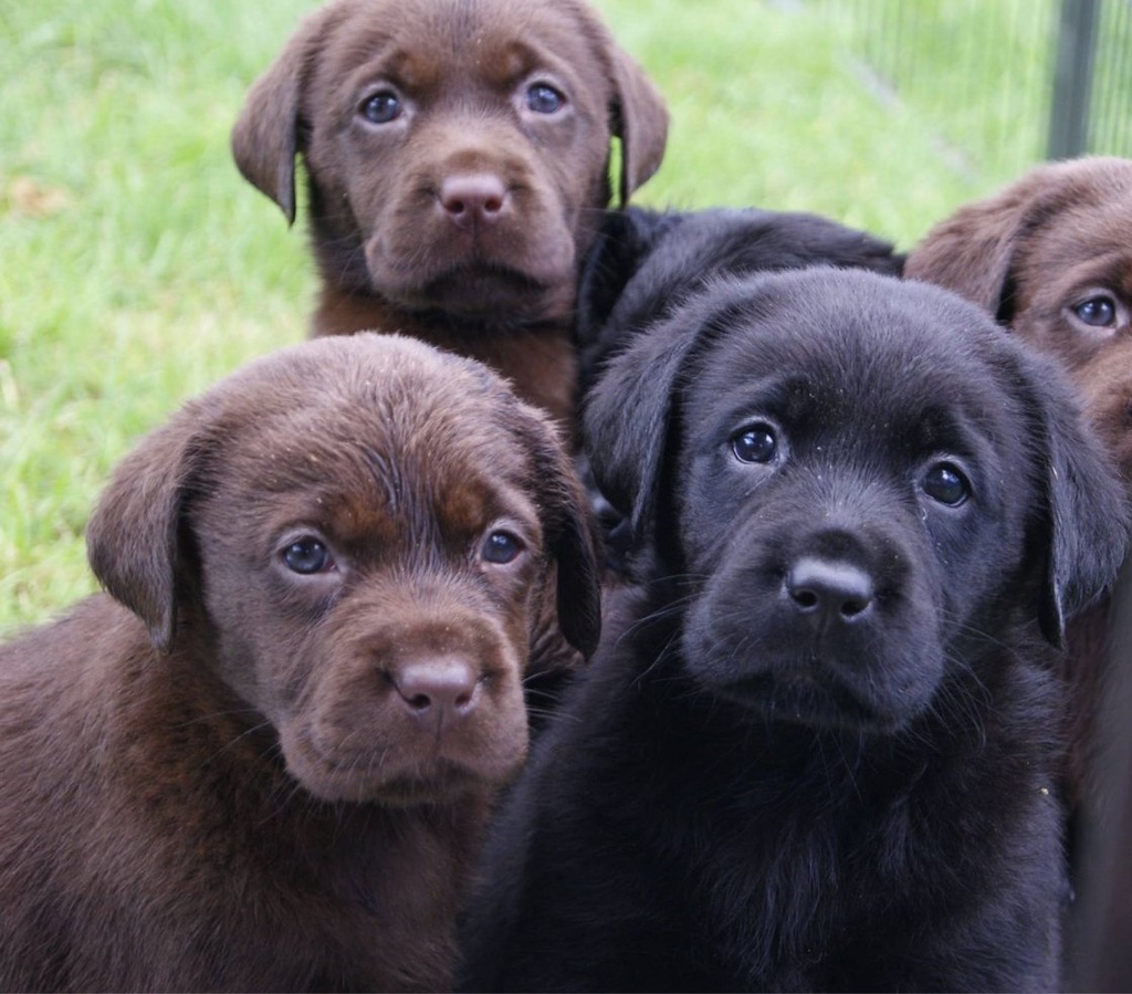Labrador retriever ZKwP/FCI czekoladowe i czarne
