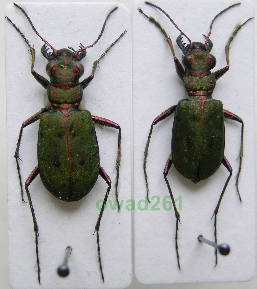 Cicindela  campestris Trzyszcz polny para