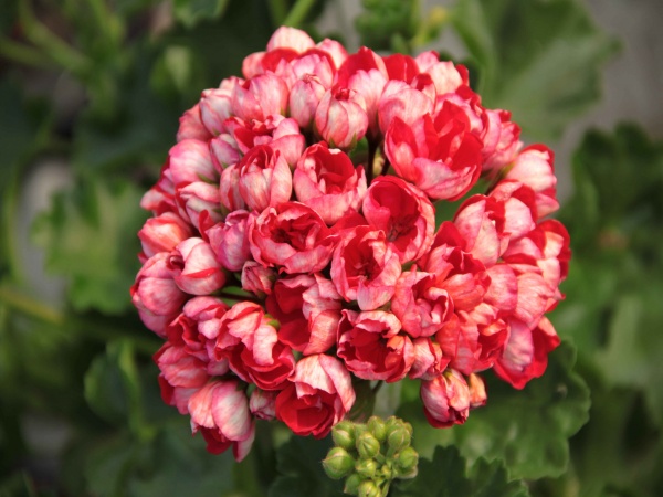 RARYTAS Pelargonia tulipanowa VICTORIA ANDREA