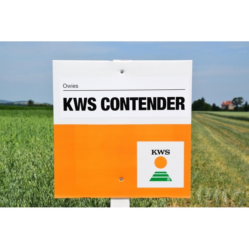 Owies KWS CONTENDER- prawie hybrydowy wymiar owsa