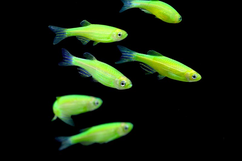 danio ZIELONE FLUO luminous green PAKIET 20 sztuk
