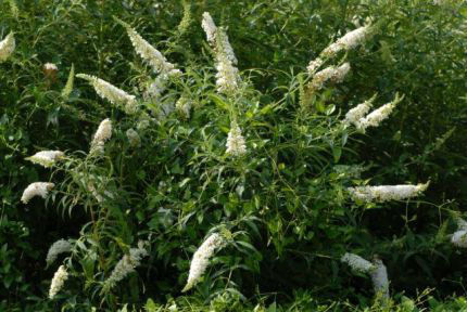 BUDLEJA WHITE PROFUSION MOTYLI KRZEW BIAŁE KWIATY