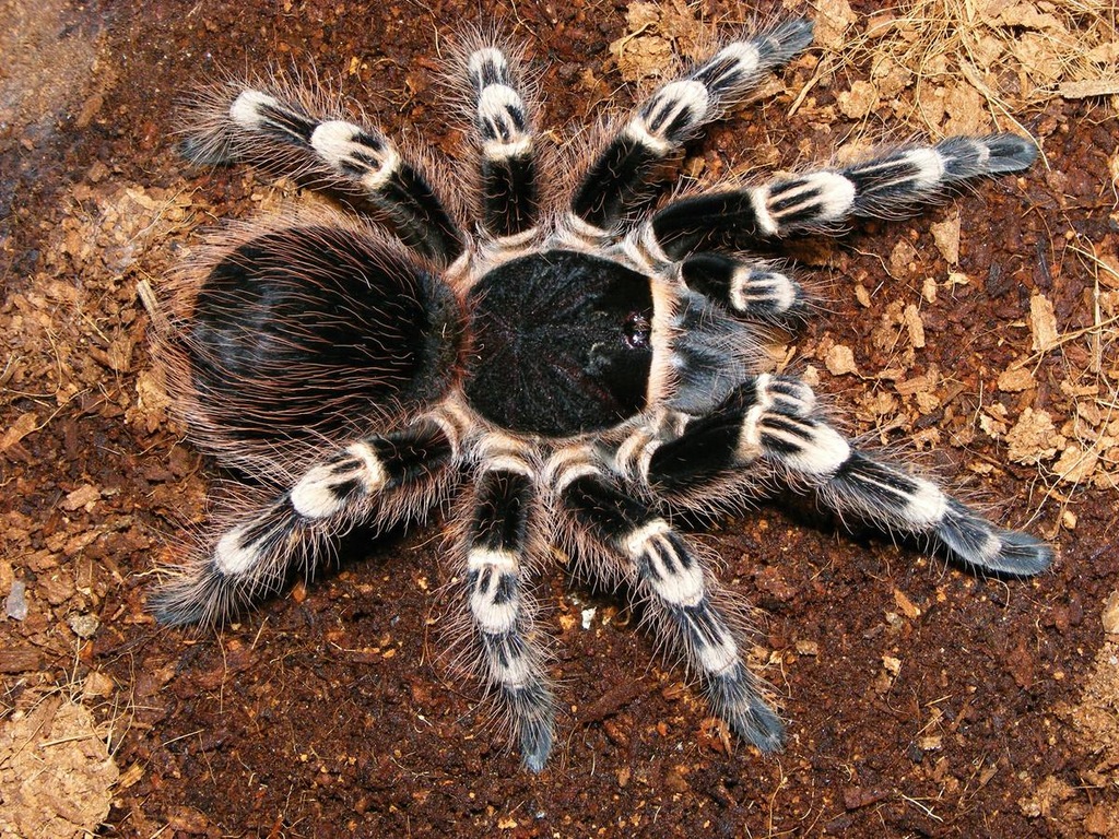 Znalezione obrazy dla zapytania: Acanthoscurria geniculata