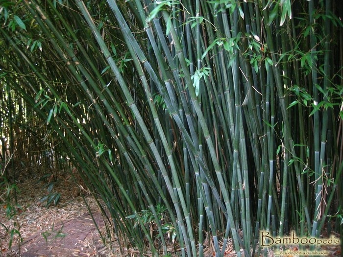 BAMBUS PHYLLOSTACHYS NUDA MROZOODPORNY SADZONKA