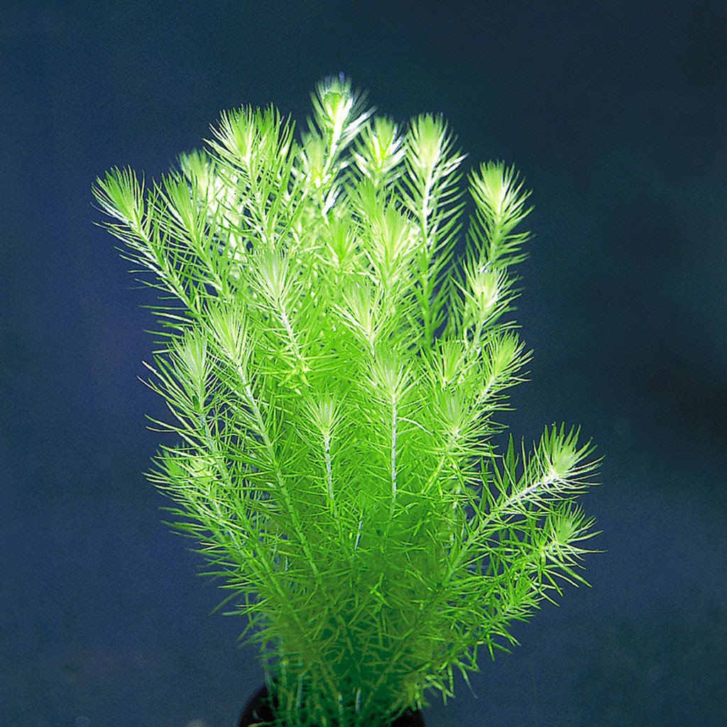 MAYACA FLUVIATILIS - pierzasta, zielona piękność