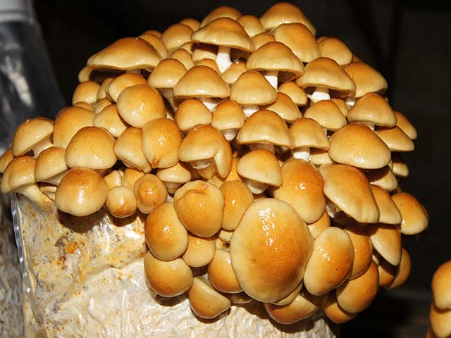 NAMEKO łuszczak gotowe PODŁOŻE trocinowe 3kg grzyb