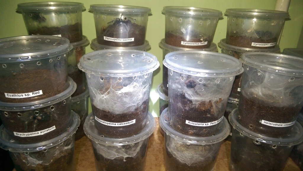 Poecilotheria smithi 3,6DC NS