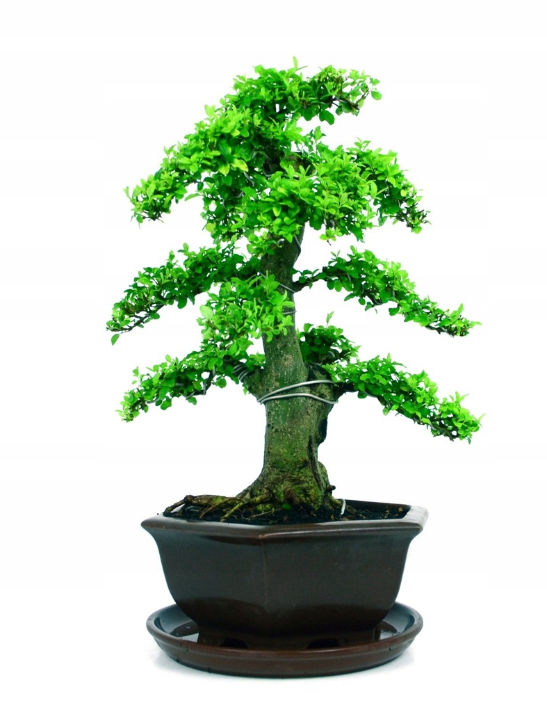 Ligustr indica aurea - bonsai domowy