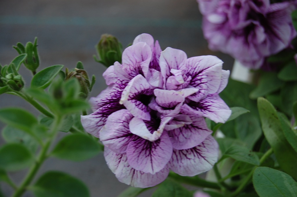 Petunia zwisająca Lavender Bouquet PACHNIE