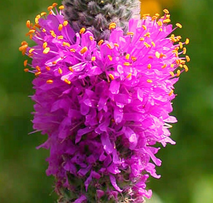 Dalea purpurowa - ORYGINALNA