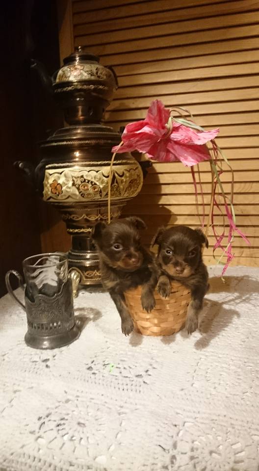 Rosyjski Toy Długowłosy FCI  jak Chihuahua