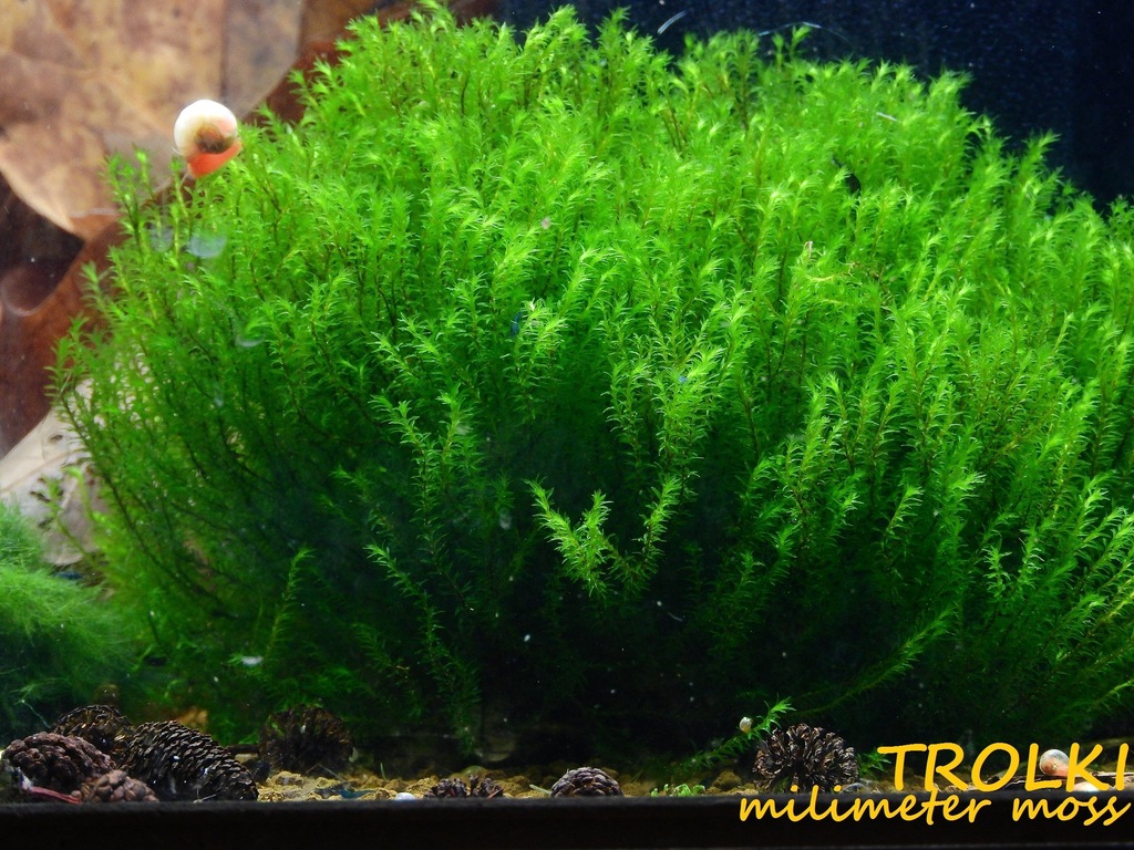 Mech MILIMETER moss, Barbula sp. 15gałązek!!!