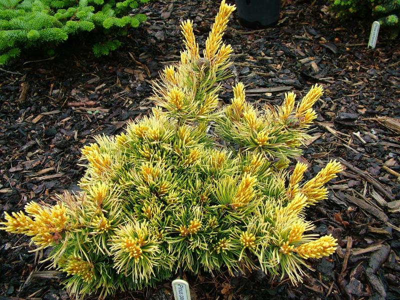 Pinus parviflora 'Goldilocks' - Sosna gęstokwiat.