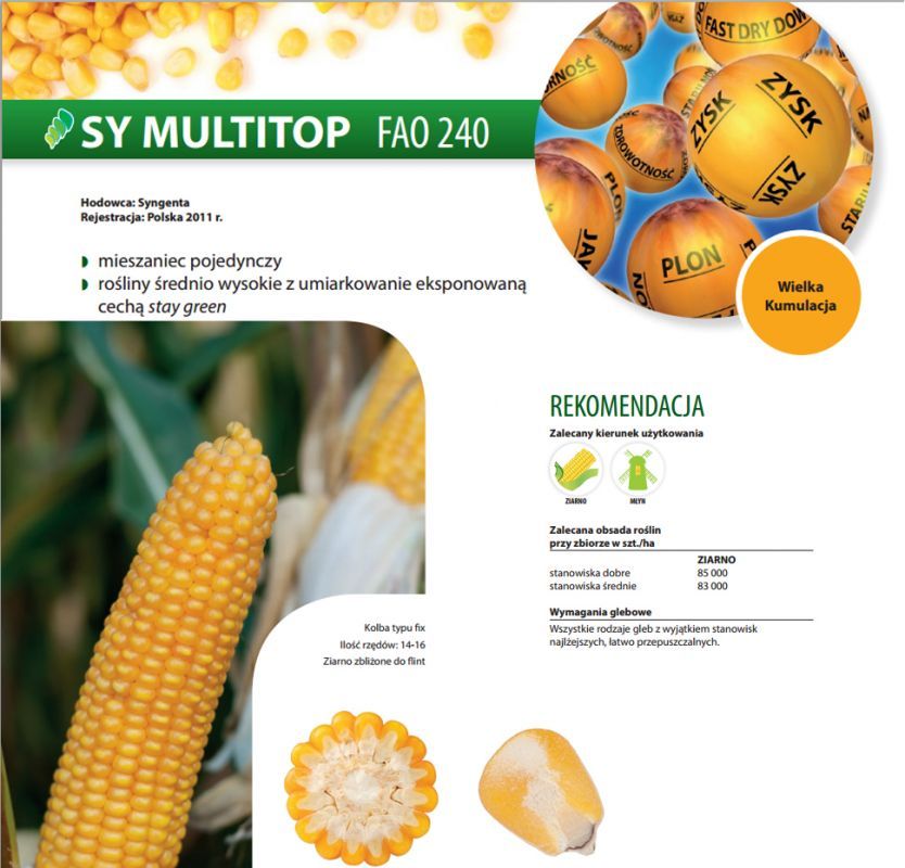 Nasiona kukurydzy SY Multitop FAO 240