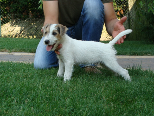 Parson Russell Terrier