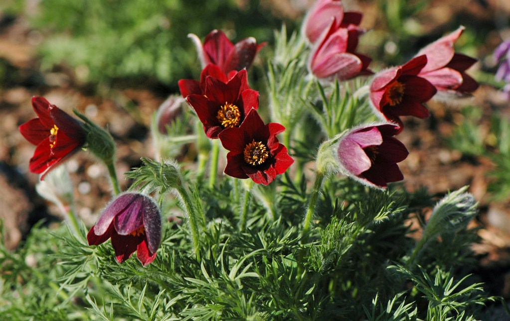 Sasanka zwyczajna Pulsatilla vulgaris Rote Glocke