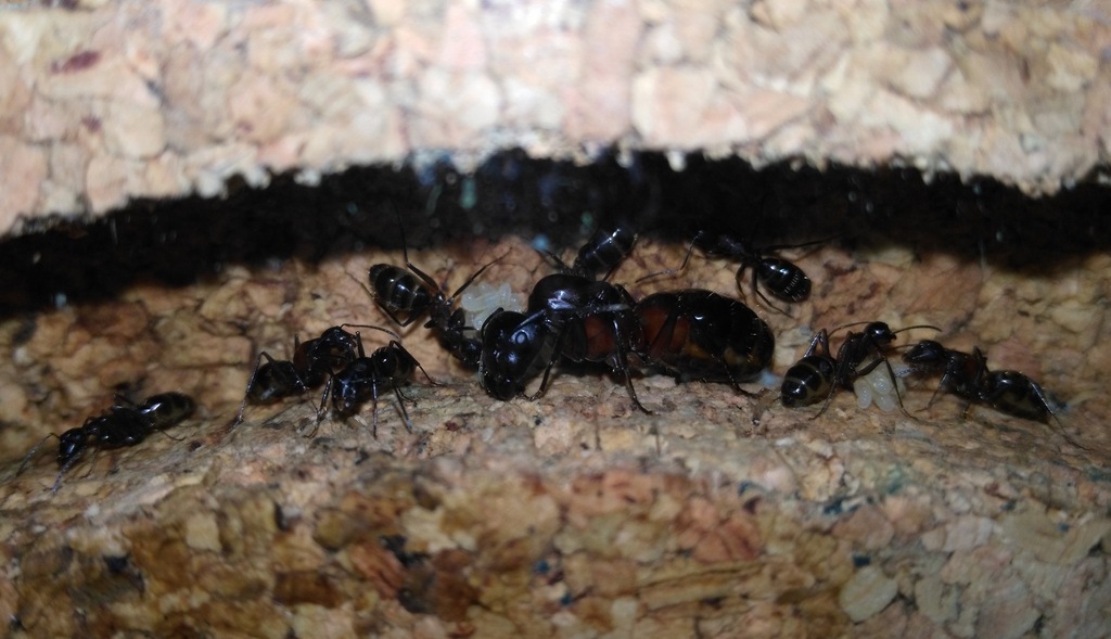 Mrówki Camponotus ligniperda 15 robo + potomstwo