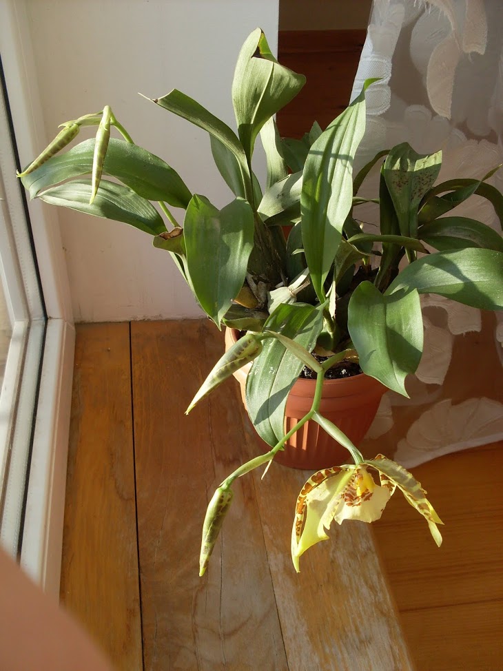 Storczyk Hoya Hoja Rossioglossum Grande