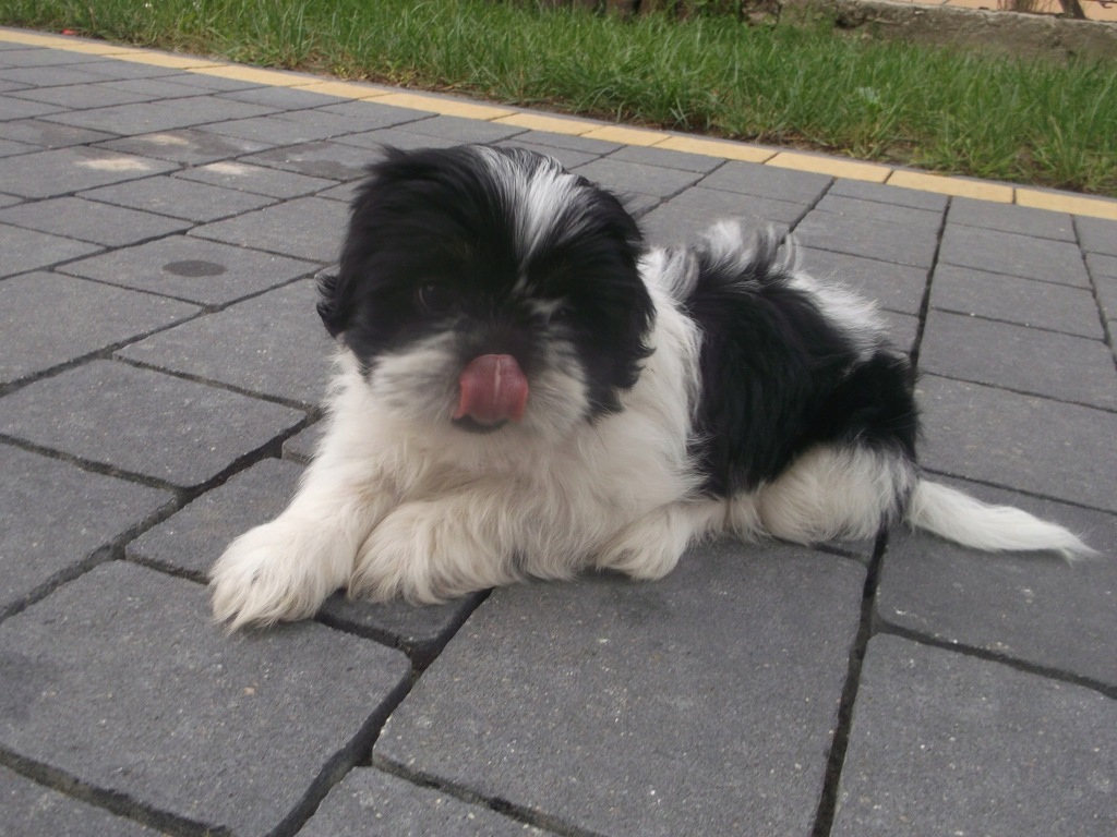 shih tzu szczenięta suczka czarno-biała rodowód