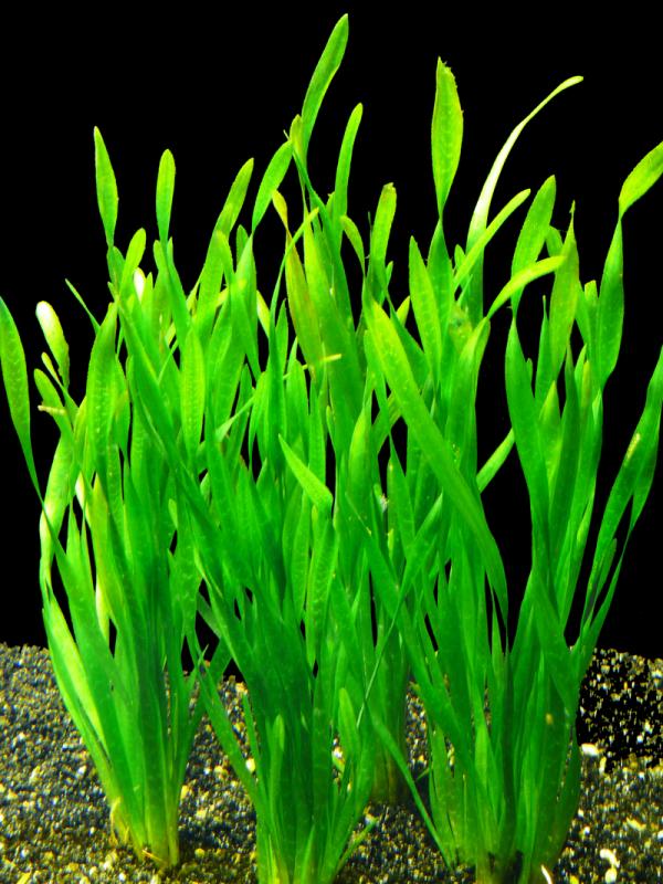 Nurzaniec Śrubowy Vallisneria Spiralis 5 SZTUK