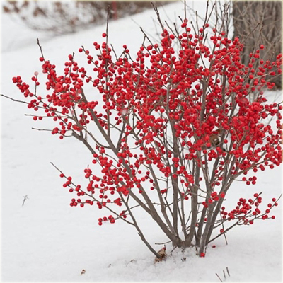 krzewy Ostrokrzew okółkowy Ilex verticillata K161