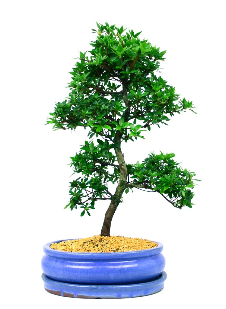 Azalia Indica - bonsai