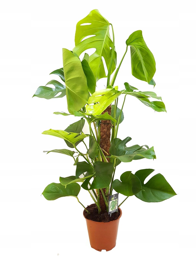 Filodendron MONSTERA na paliku kokosowym 100 cm