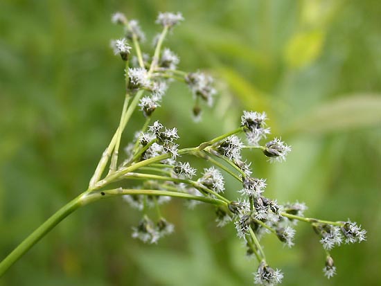 W91 Sitowie leśne (Scirpus sylvaticus) p9