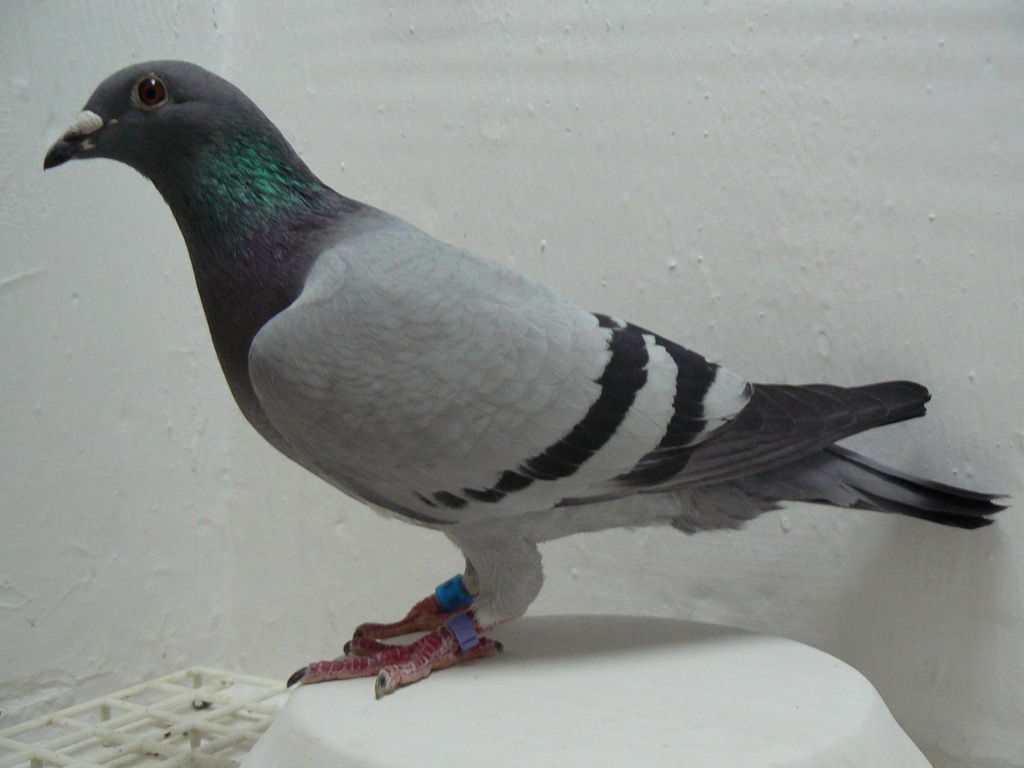 Puttmann , Lekcha ,