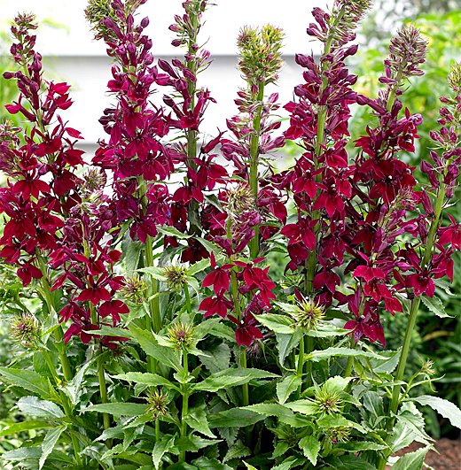 LOBELIA CRIMSON PRINCESS