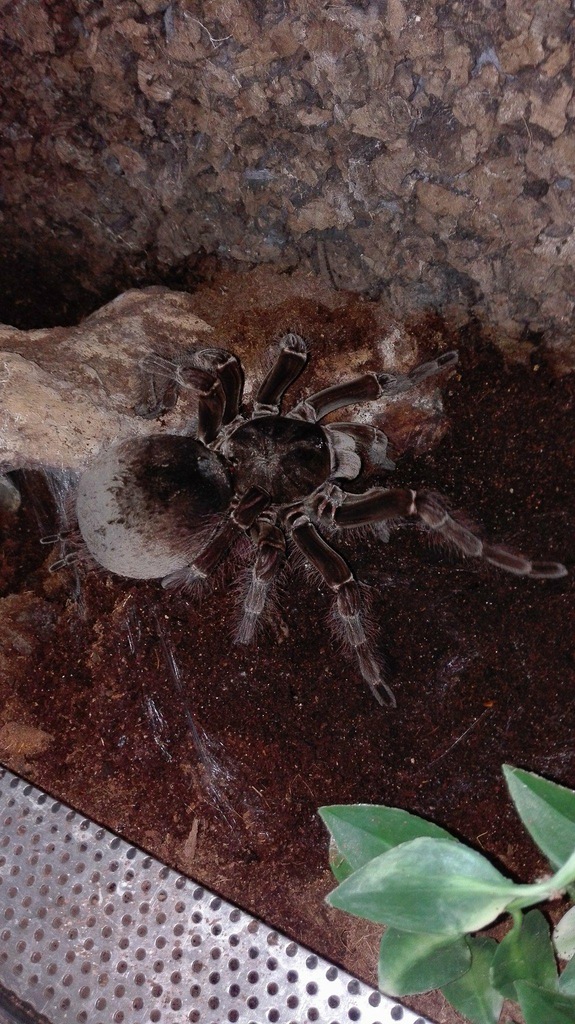 Theraphosa blondi samica 10dc. Goliat