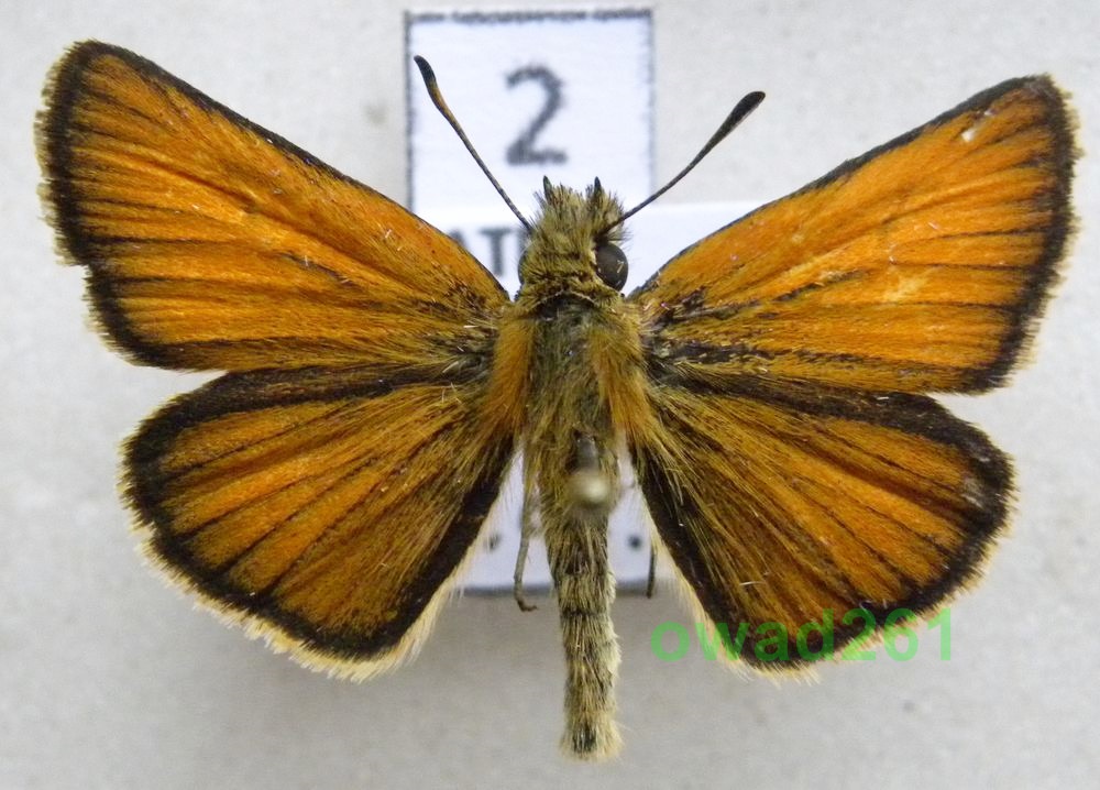 Thymelicus lineola Karłątek ryska samiec2