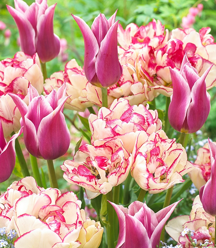 TULIPAN TULIPANY BUKIETOWE BELICIA 5 SZT