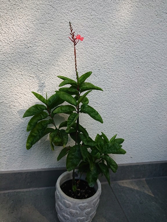 Ołownik indyjski Plumbago DUŻY