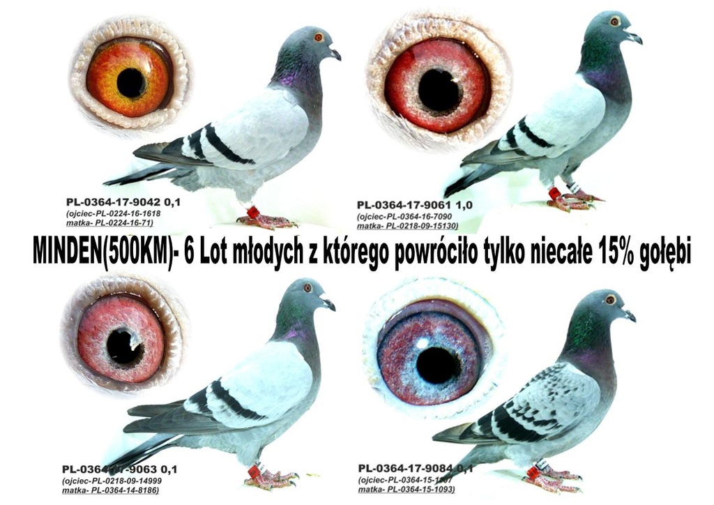 ZALICZONY LOT ŚMIERCI (MINDEN-500km)