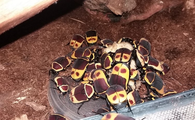 Pachnoda marginata peregrina larwy L3