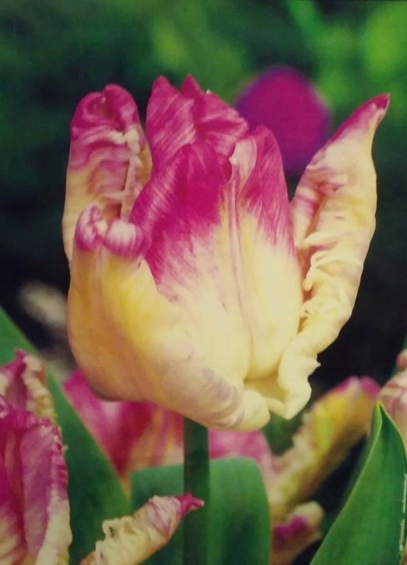 TULIPANY PAPUZIE WEBER PARROT DWUBARWNE CEBULKI 5x