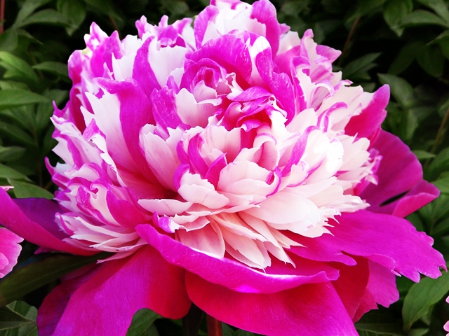 PAEONIA PIWONIA CHIŃSKA CELEBRITY 1 SZT.