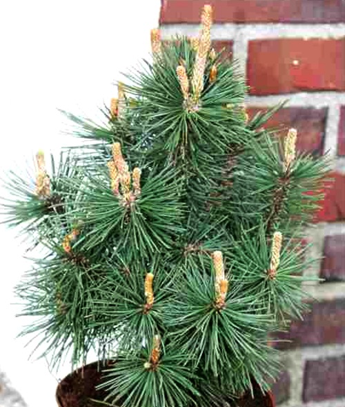 Sosna górska Columbo - Columnaris C2 20-40cm