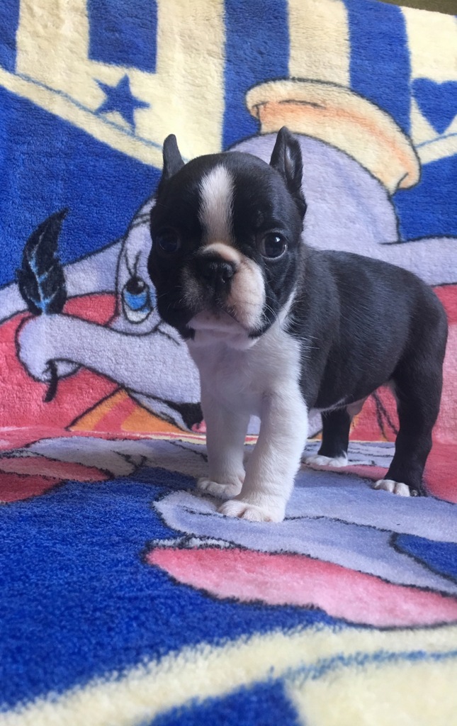 Boston Terrier ZKwP FCI