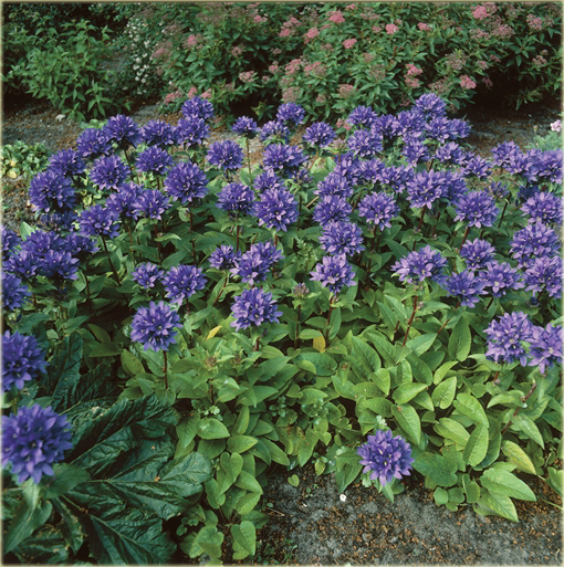 bylina Dzwonek skupiony Campanula glomerata