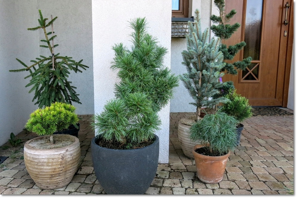 Pinus parviflora Bonsai Blue - super !!!