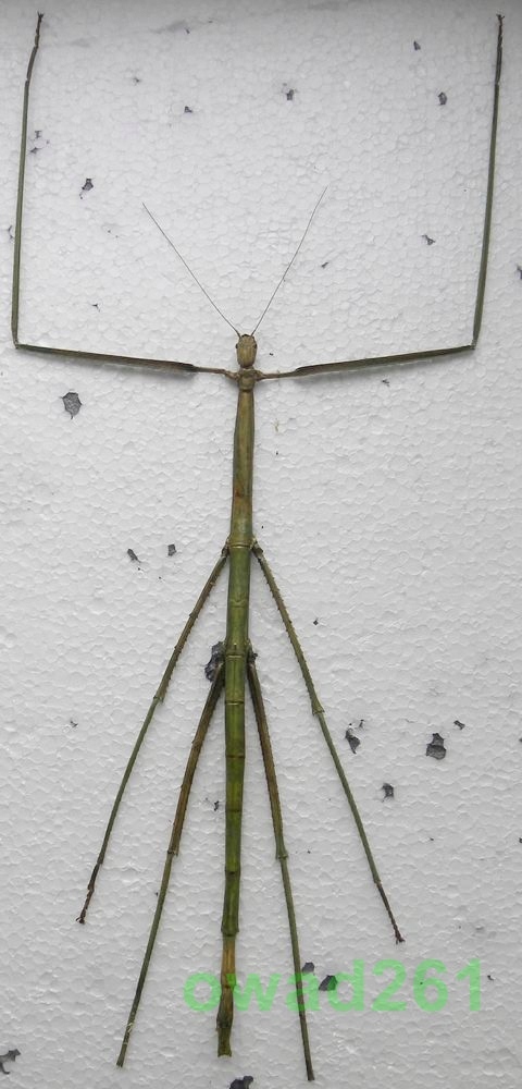 Phobaeticus serratipes Patyczak gigant +385mm