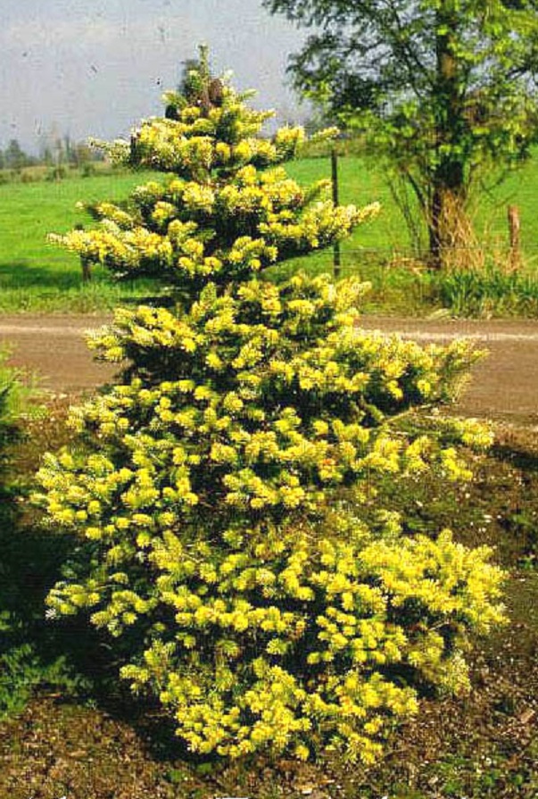 Abies koreana Luminetta - rarytas!